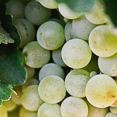 ТОП препаратов против оидиума на винограде