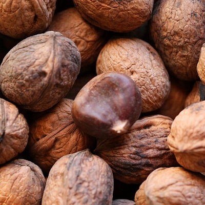 Чем защитить грецкий орех от болезней?